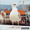 Обʼєктив Moment SuperTele 240mm Mobile Lens II (T-Series)