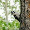 Обʼєктив Moment SuperTele 240mm Mobile Lens II (T-Series)