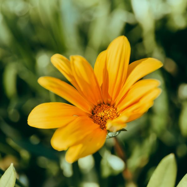 Объектив Moment Macro 75mm Mobile Lens - T-series