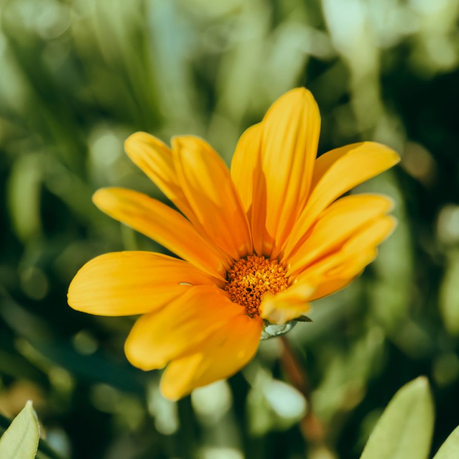 Обʼєктив Moment Macro 75mm v1 Mobile Lens - T-series