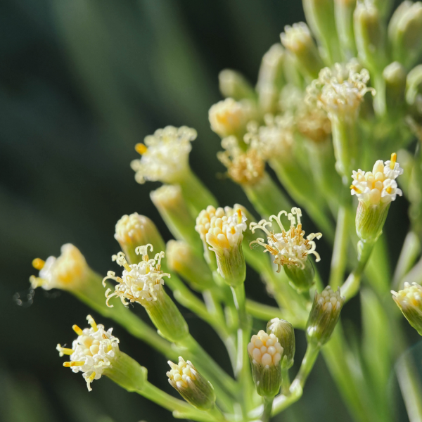 Объектив Moment Macro 75mm Mobile Lens - T-series