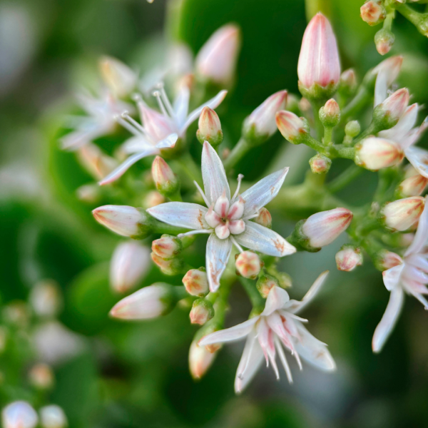 Объектив Moment Macro 75mm Mobile Lens - T-series