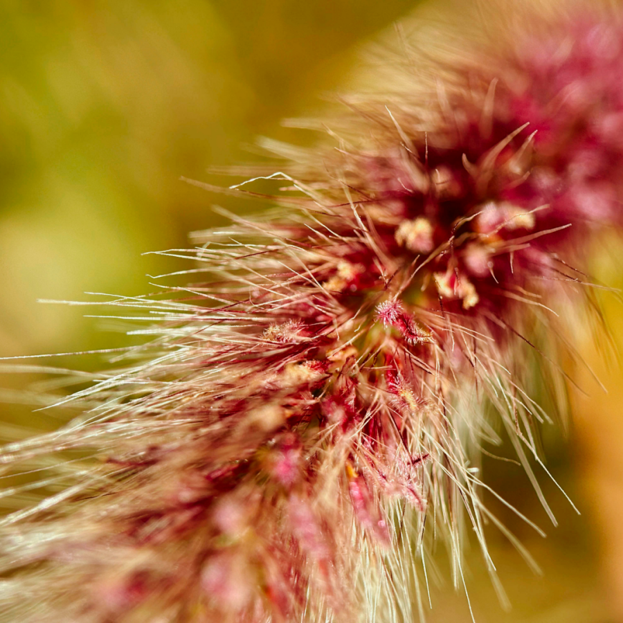 Обʼєктив Moment Macro 75mm v1 Mobile Lens - T-series