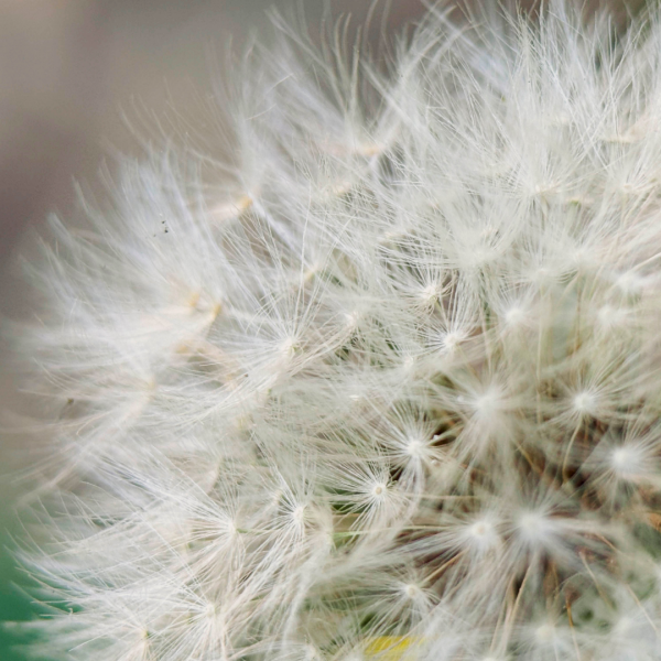 Объектив Moment Macro 75mm Mobile Lens - T-series