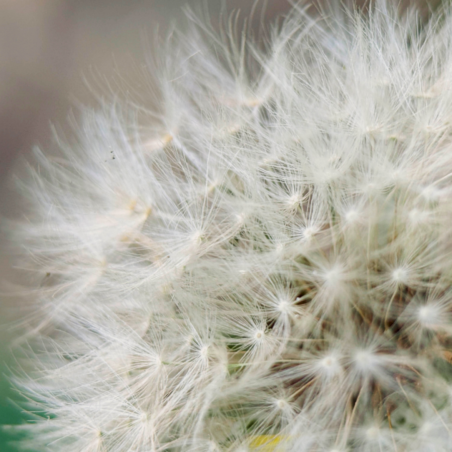 Обʼєктив Moment Macro 75mm v1 Mobile Lens - T-series