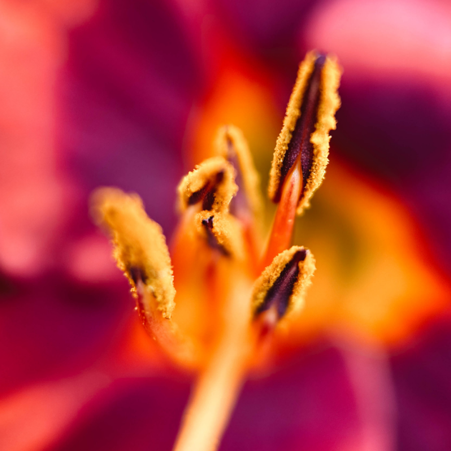 Обʼєктив Moment Macro 10x v1 Mobile Lens - T-series