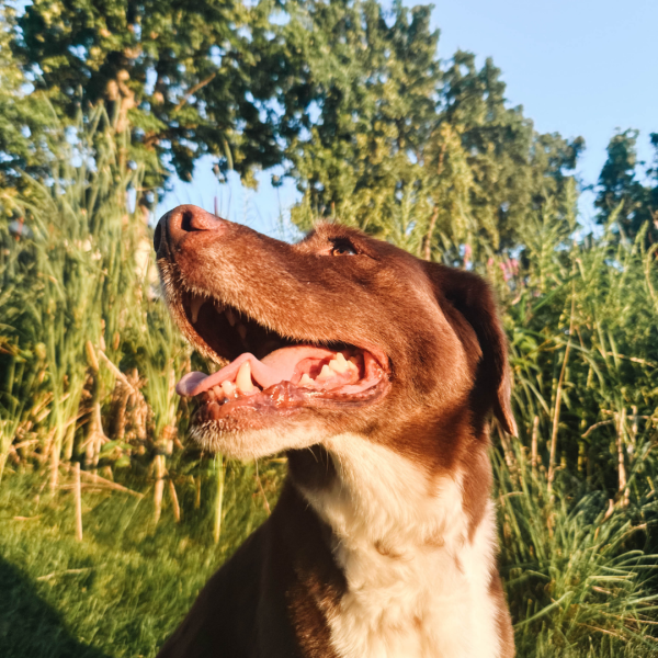 Обʼєктив Moment Wide 18mm Mobile Lens - T-series