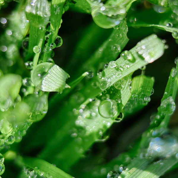 Объектив Moment Macro 75mm Mobile Lens - T-series